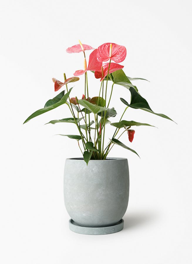 アンスリウム 5号 | 観葉植物 | 送料無料でお届け - Hitohana（ひとはな）