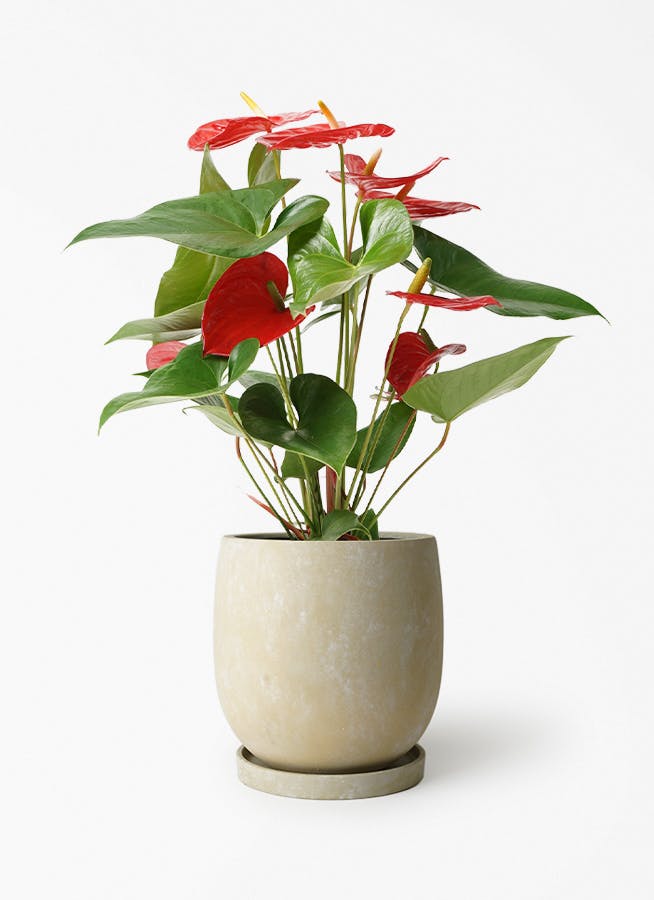 アンスリウム 5号 | 観葉植物 | 送料無料でお届け - Hitohana（ひとはな）