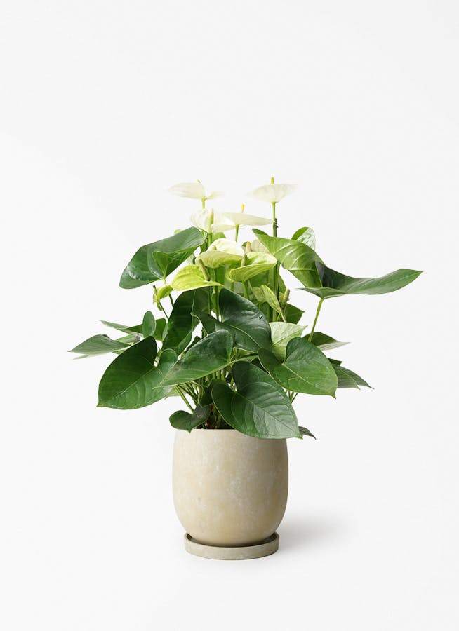 アンスリウム 5号 | 観葉植物 | 送料無料でお届け - Hitohana（ひとはな）