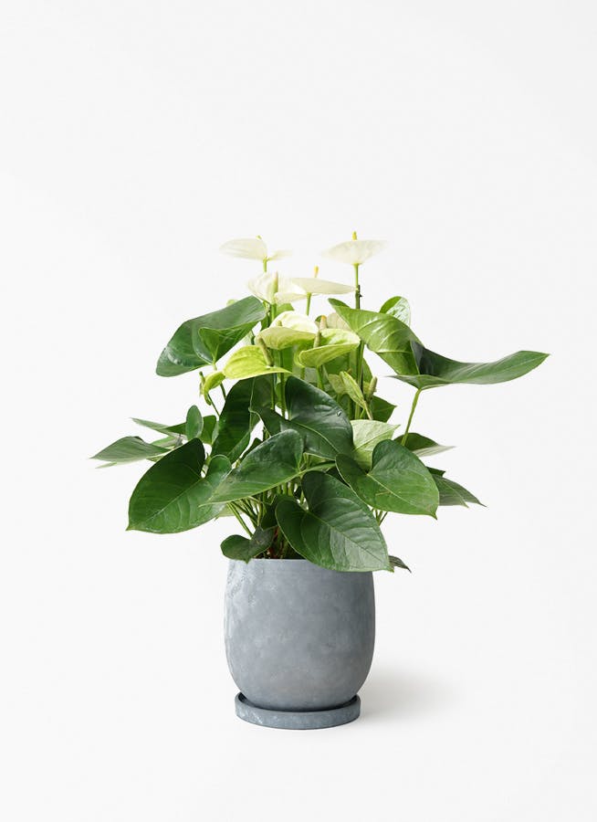 アンスリウム 5号 | 観葉植物 | 送料無料でお届け - Hitohana（ひとはな）