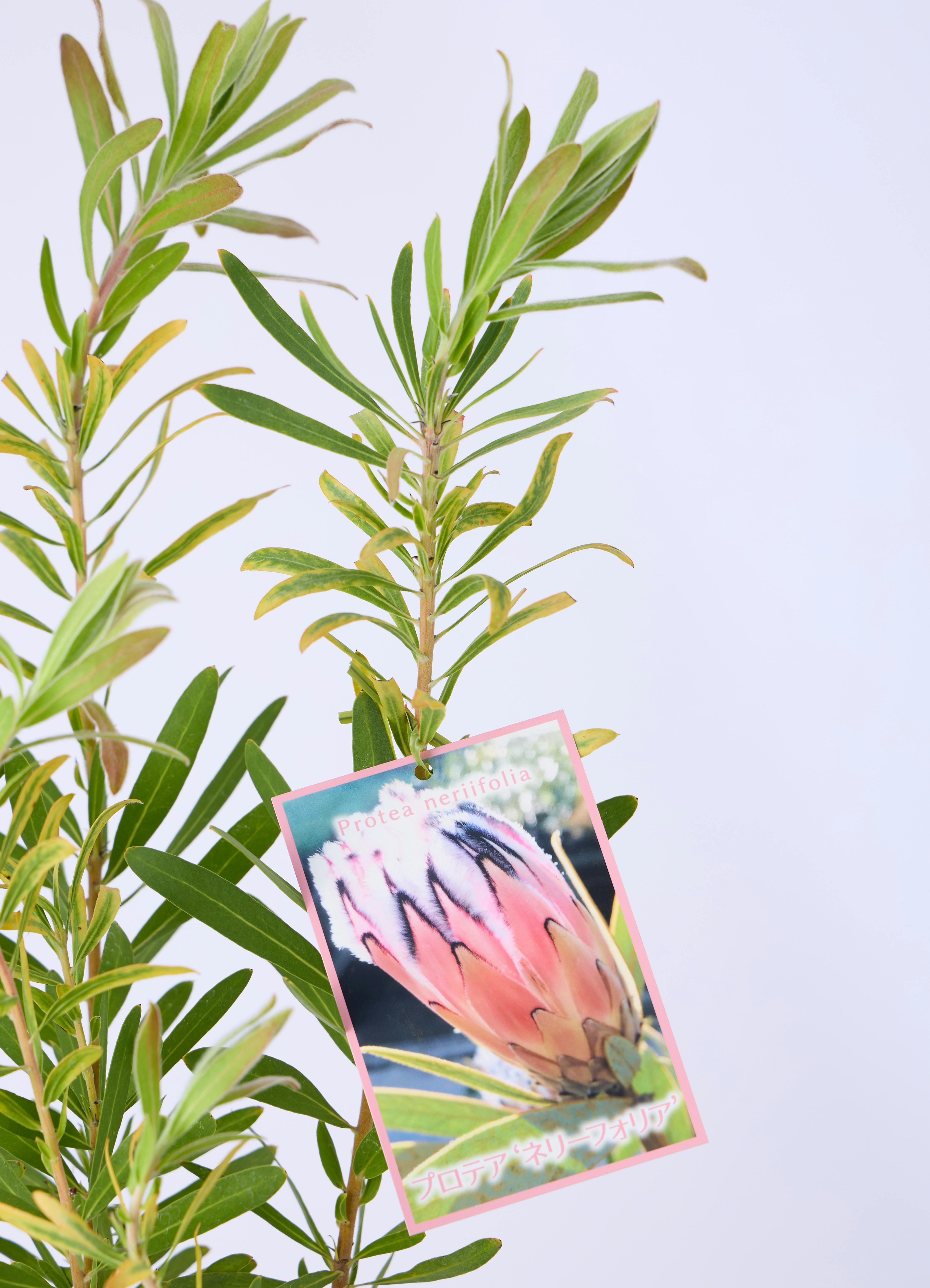 観葉植物 プロテア 6号 ネリーフォリア エステリ ピンク 付き | 観葉