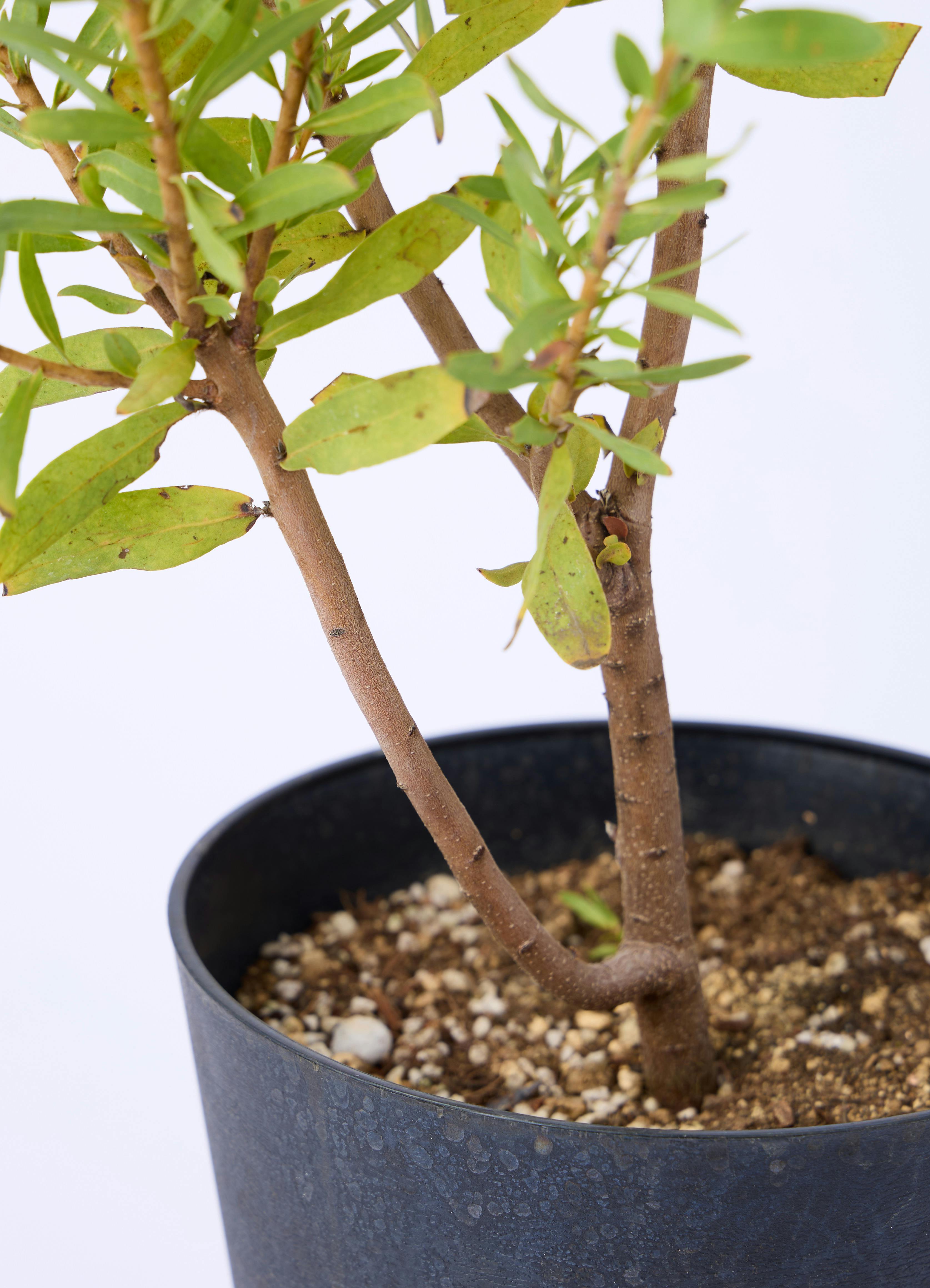 観葉植物 プロテア 6号 ネリーフォリア エステリ ピンク 付き | 観葉