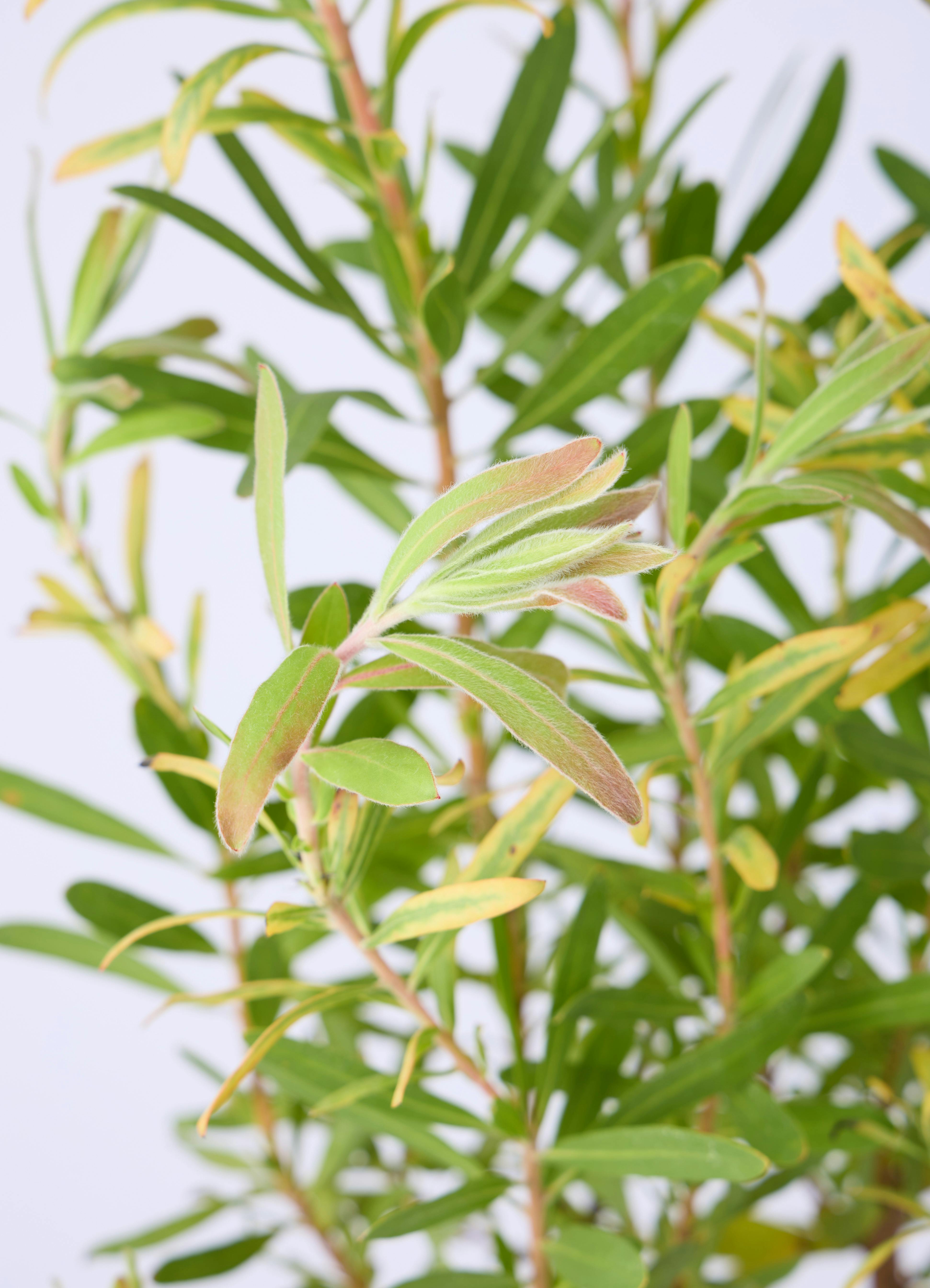 観葉植物 プロテア 6号 ネリーフォリア エステリ ピンク 付き | 観葉
