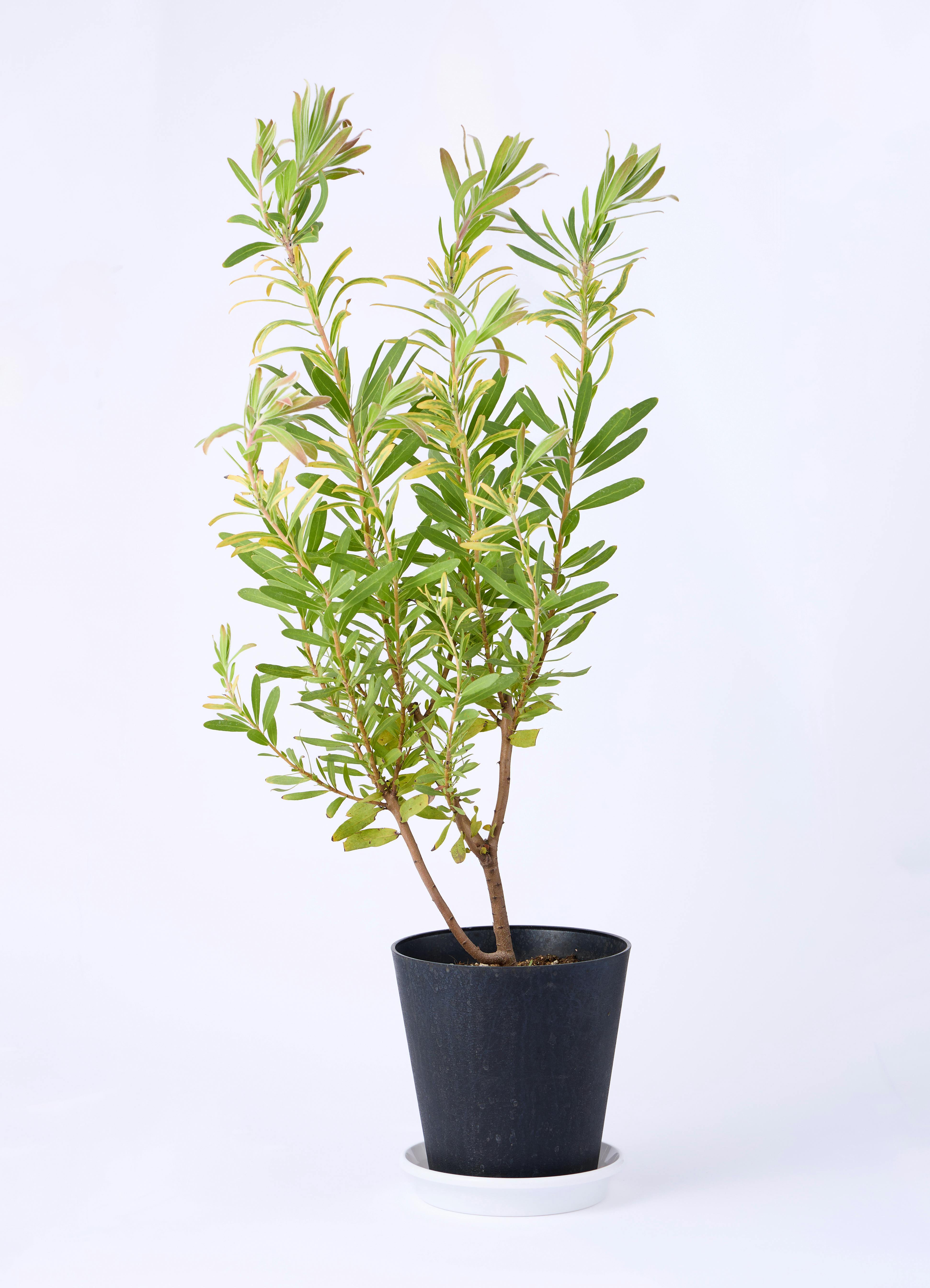 観葉植物 プロテア 6号 ネリーフォリア エステリ ピンク 付き | 観葉
