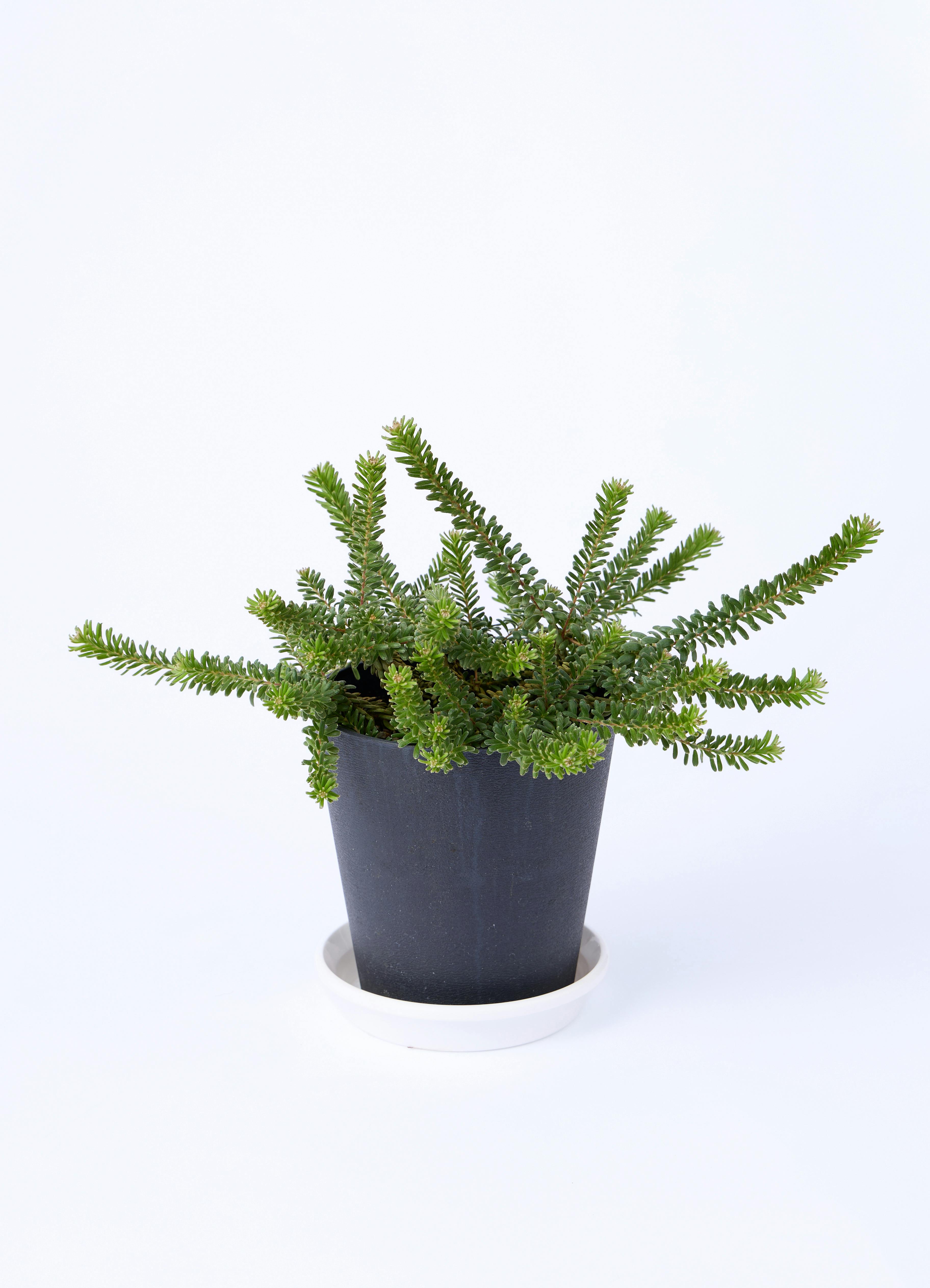 観葉植物 グレビレア 5号 ラニゲラ プラスチック鉢 | 観葉植物なら