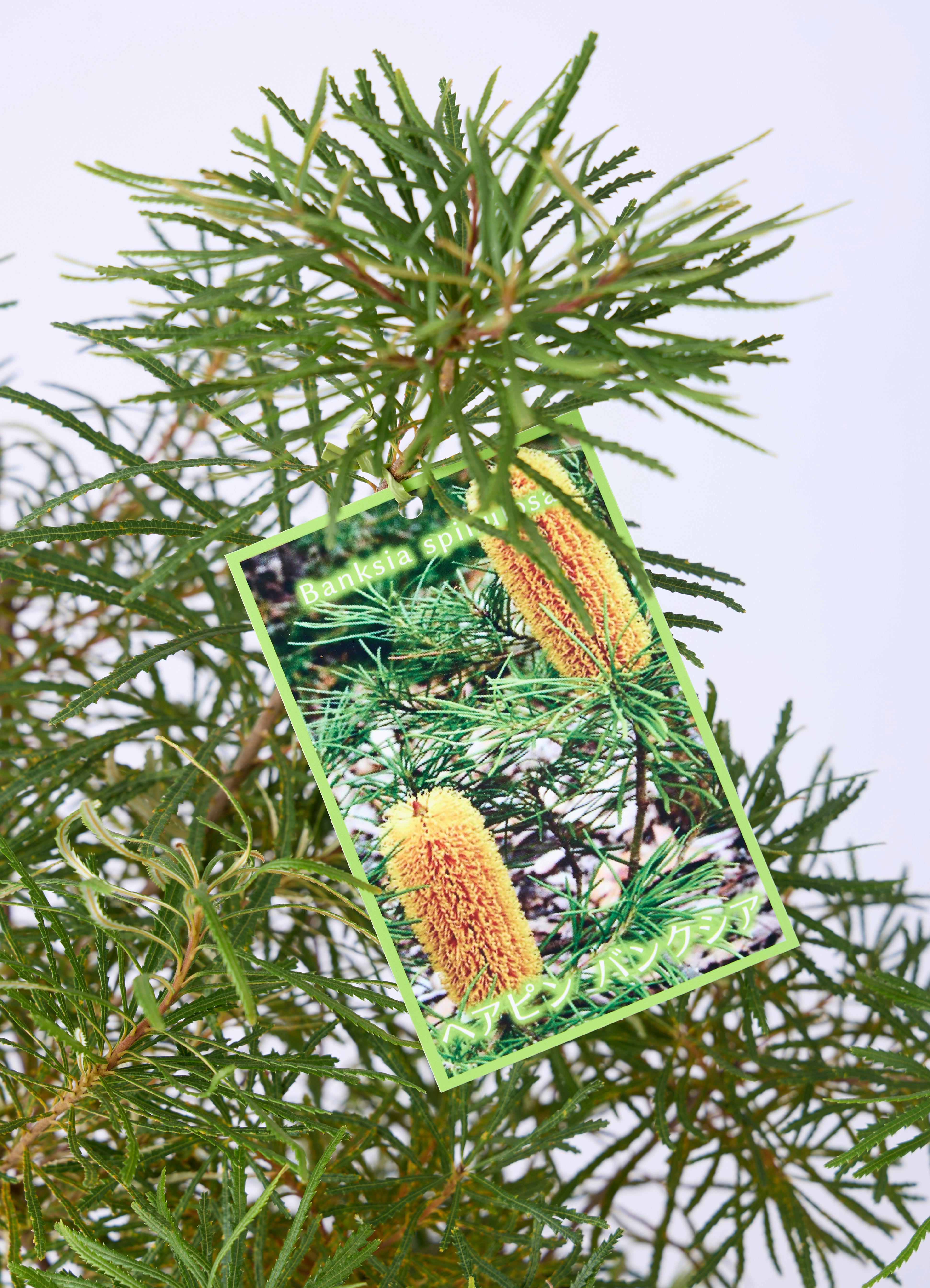 観葉植物 バンクシア 6号 ヘアピン エステリ グリーン 付き | 観葉植物