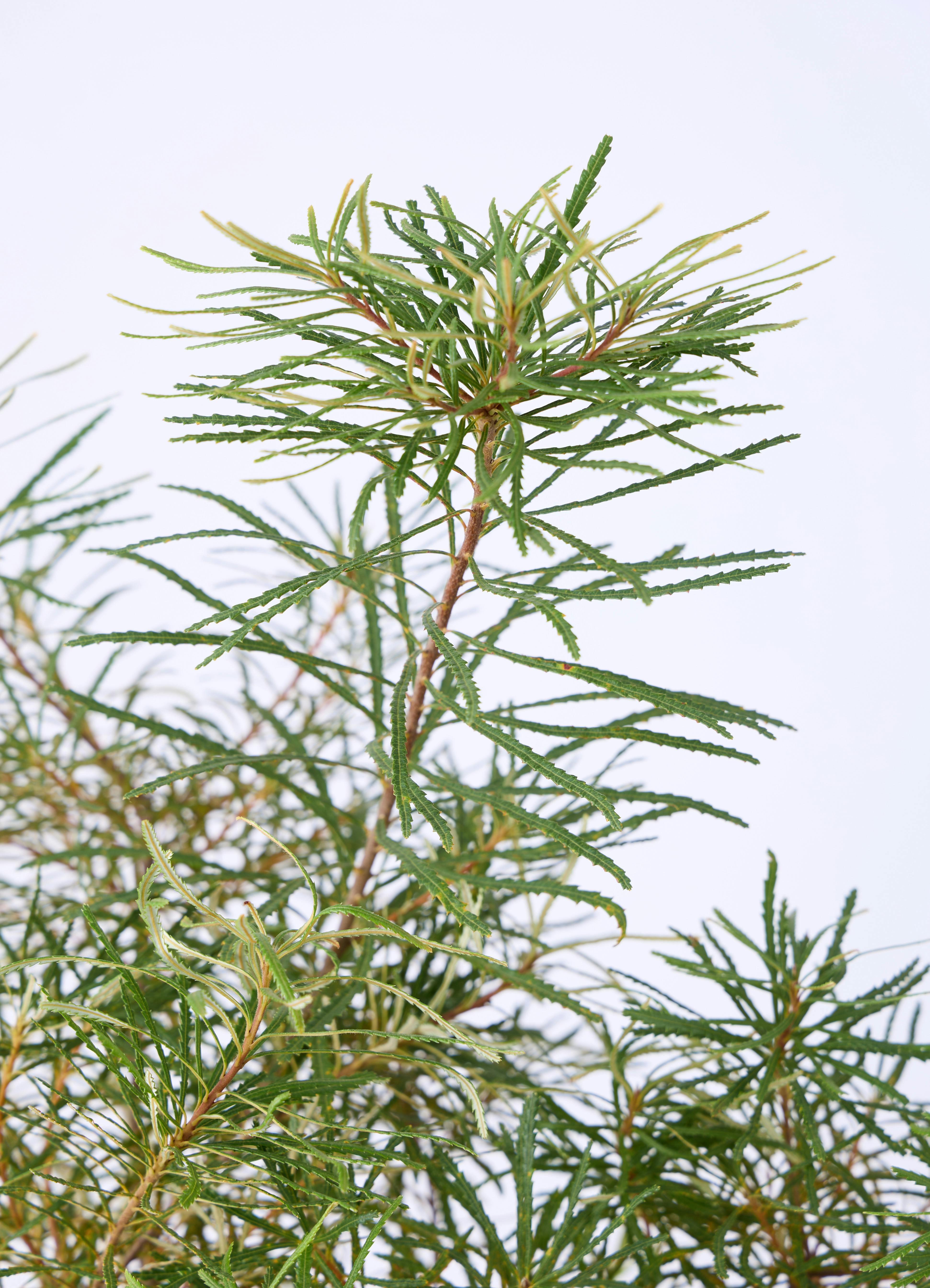 観葉植物 バンクシア 6号 ヘアピン プラスチック鉢 | 観葉植物なら