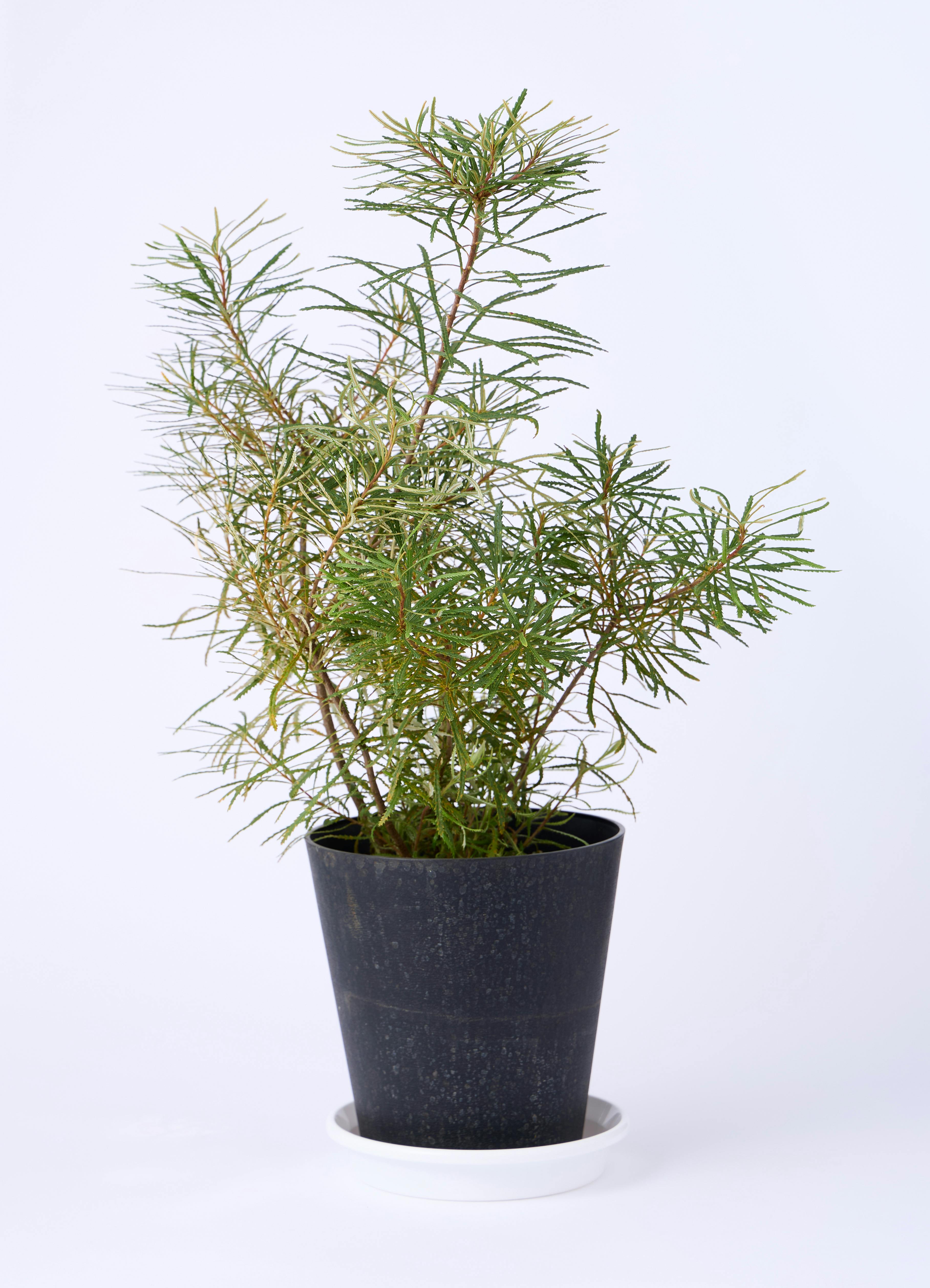 観葉植物 バンクシア 6号 ヘアピン スタンダードポット スクラッチ