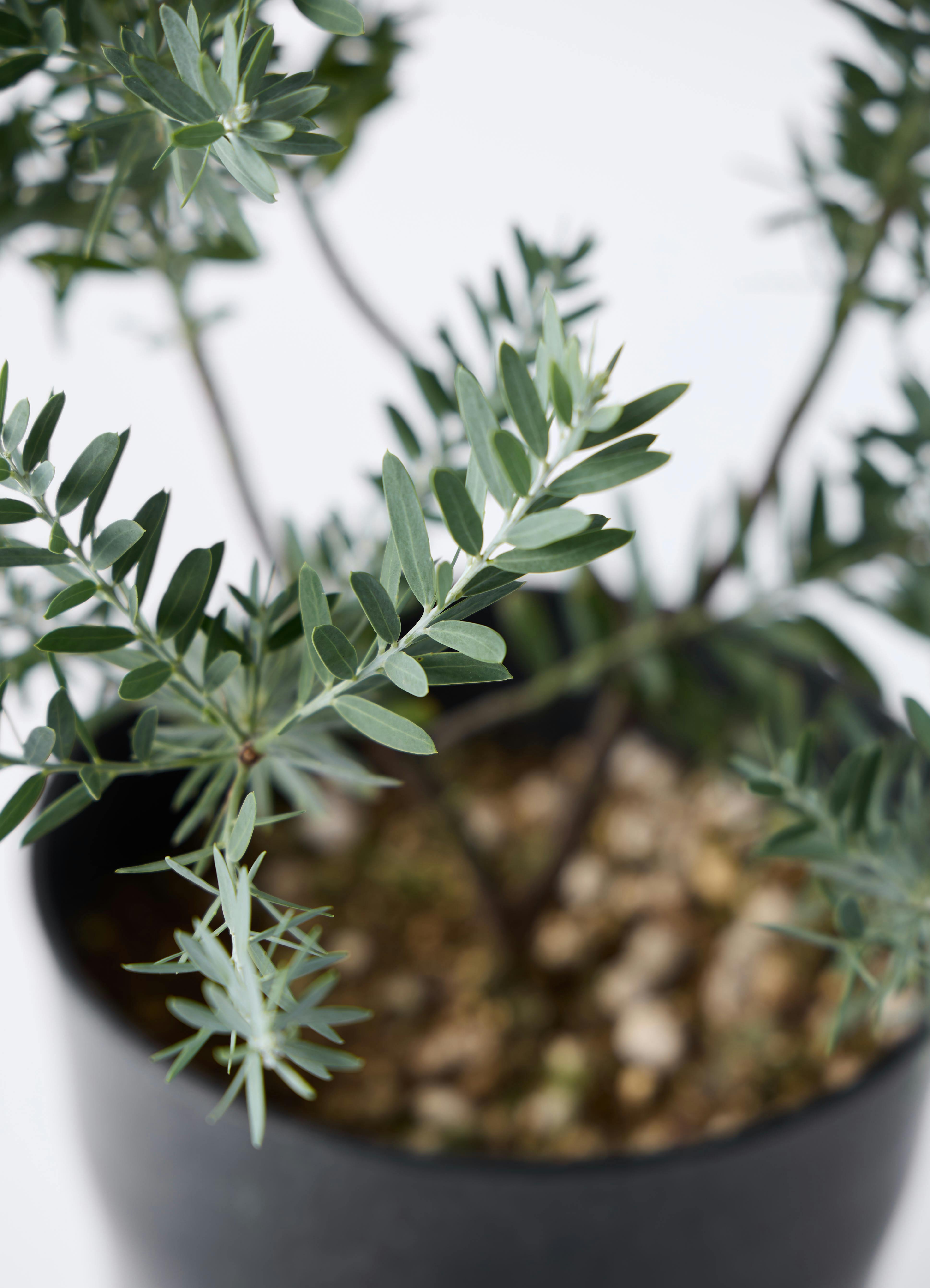 観葉植物 アカシア ブルーブッシュ 7号 プラスチック鉢 アイルエッグ