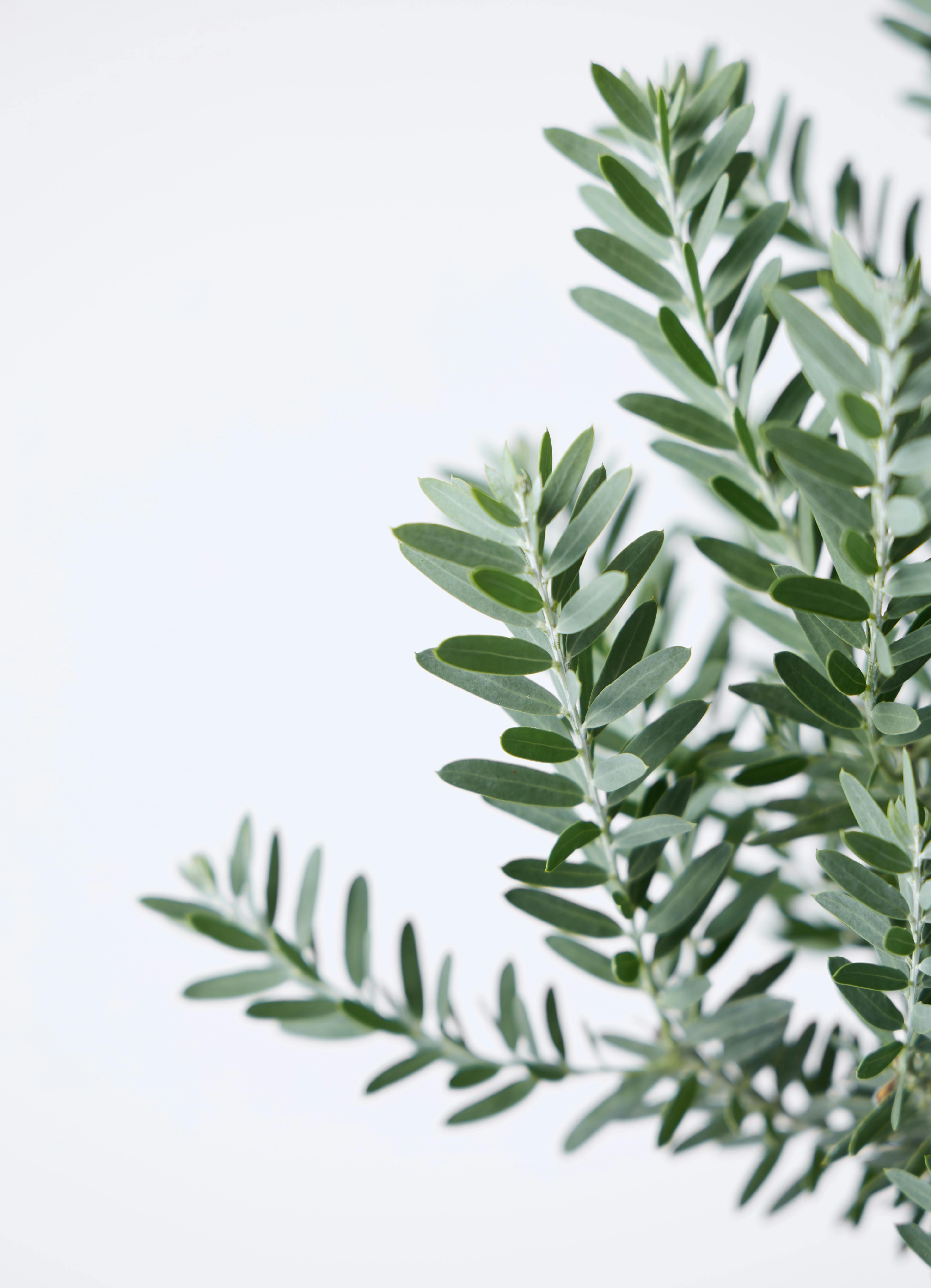 観葉植物 アカシア ブルーブッシュ 7号 プラスチック鉢 | 観葉植物なら