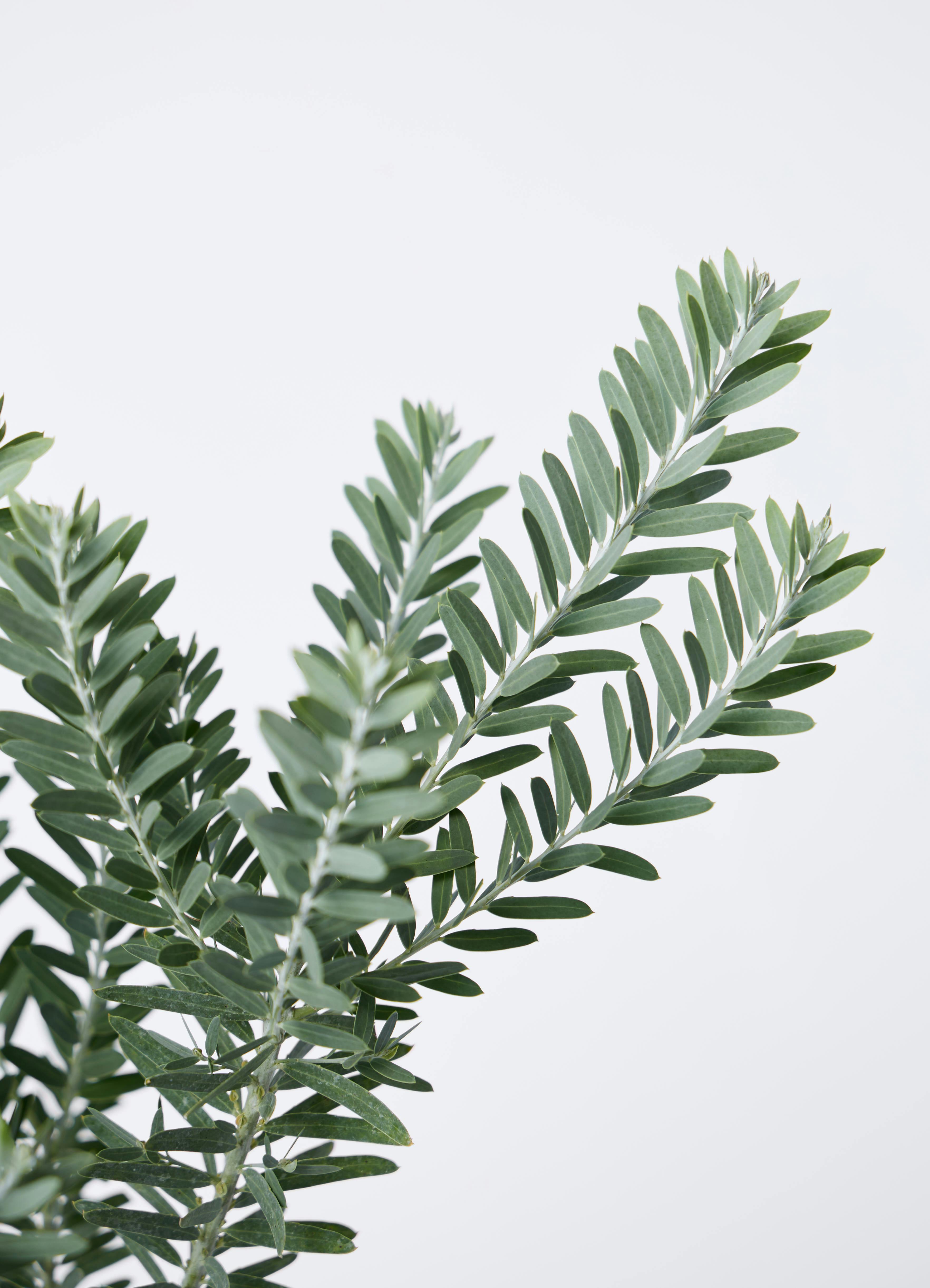 観葉植物 アカシア ブルーブッシュ 7号 プラスチック鉢 アイルエッグ