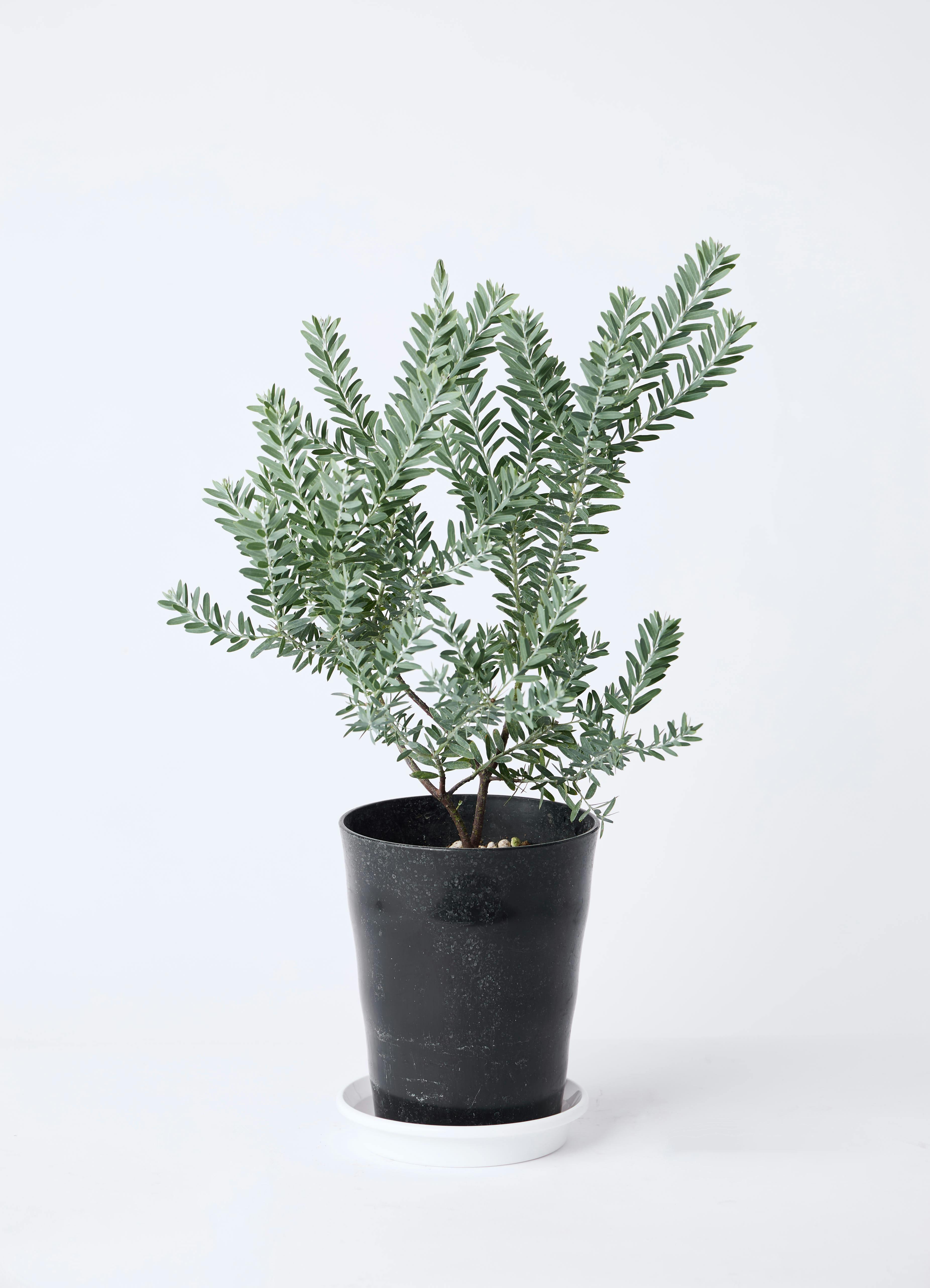 アカシア ブルーブッシュ | 観葉植物通販HitoHana(ひとはな)