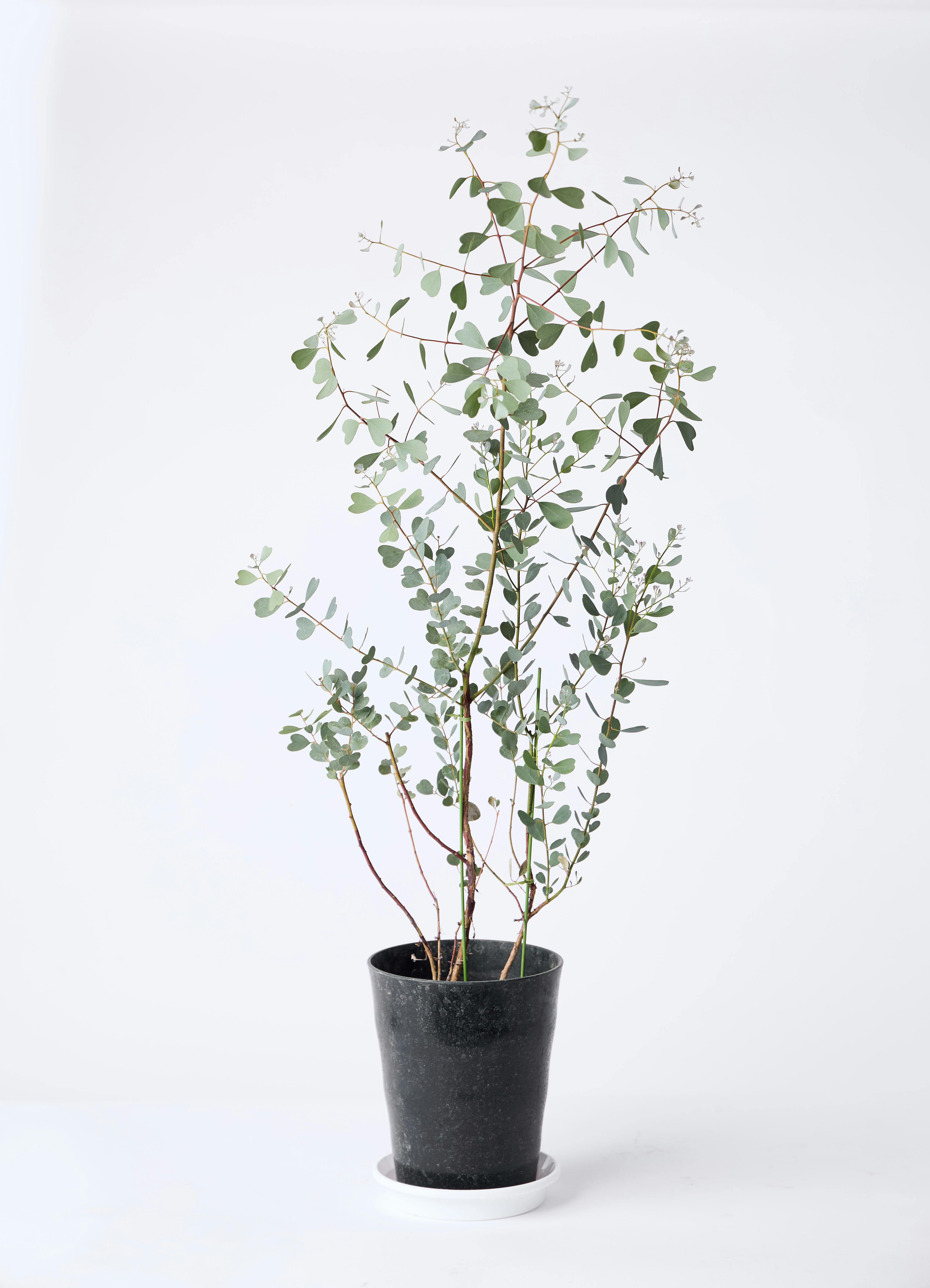ユーカリ | 観葉植物の通販ならHitoHana（ひとはな）