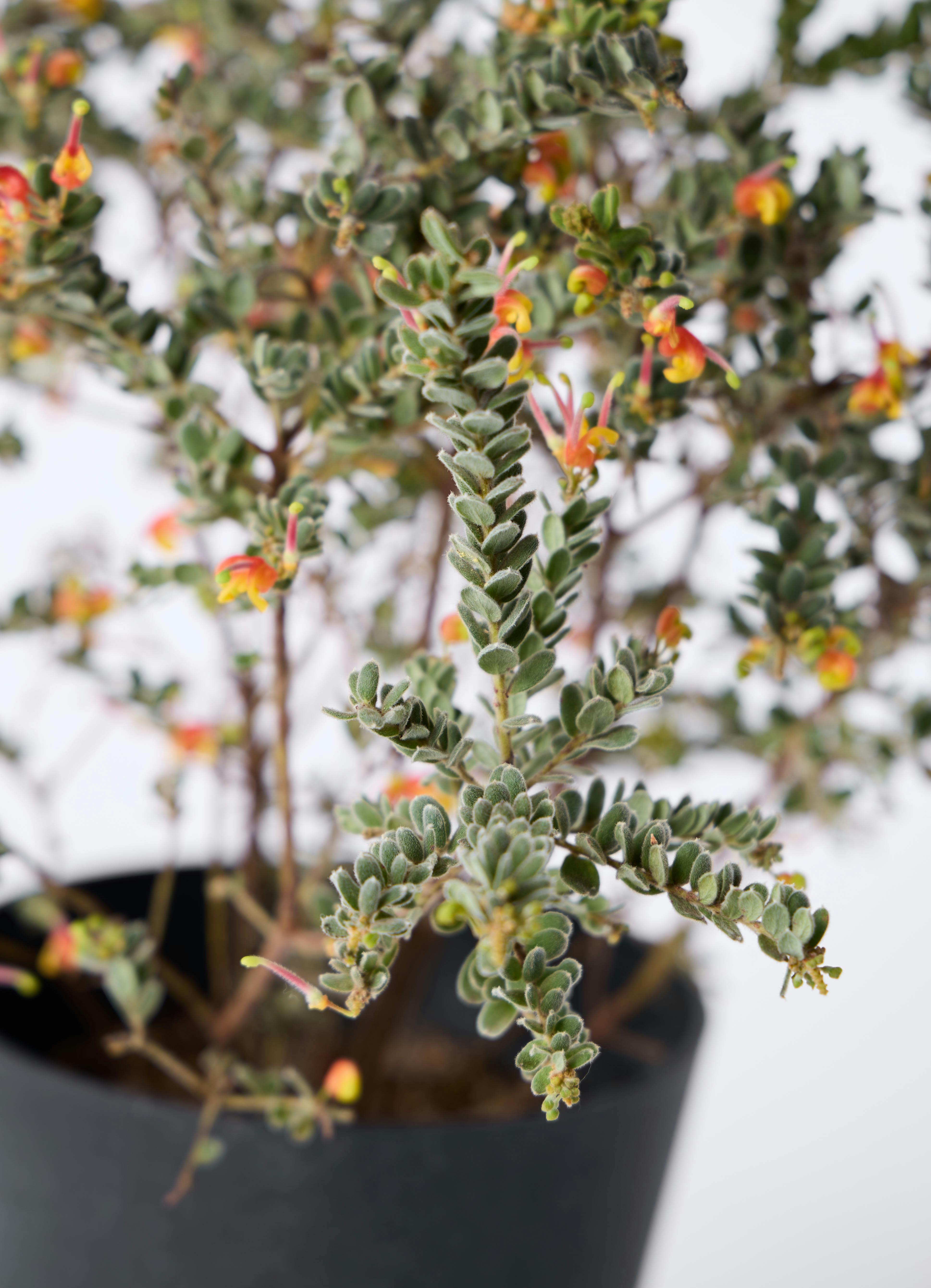 観葉植物 グレビレア 6号 ジュビディー プラスチック鉢 | 観葉植物なら