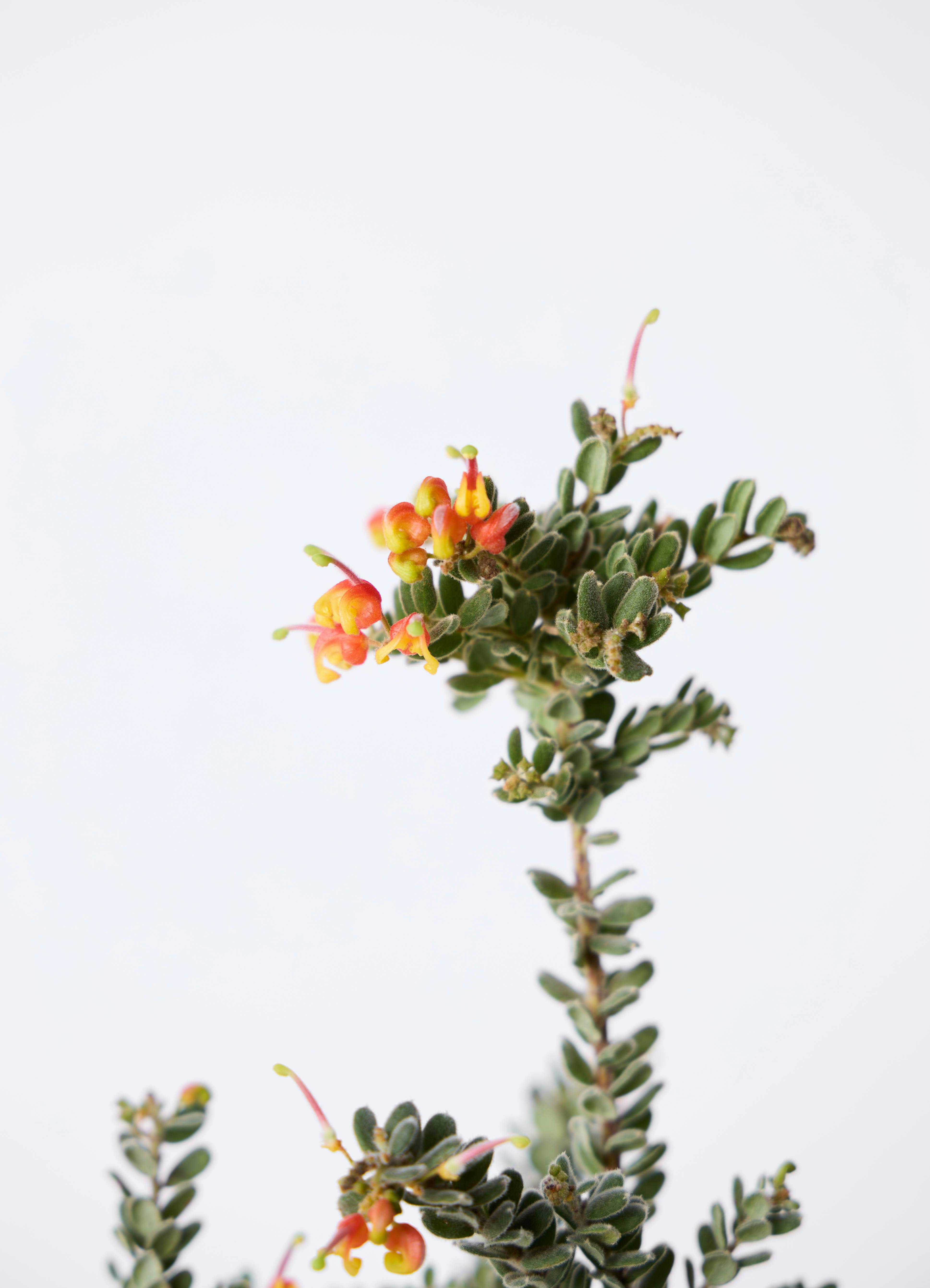 観葉植物 グレビレア 6号 ジュビディー プラスチック鉢 | 観葉植物なら