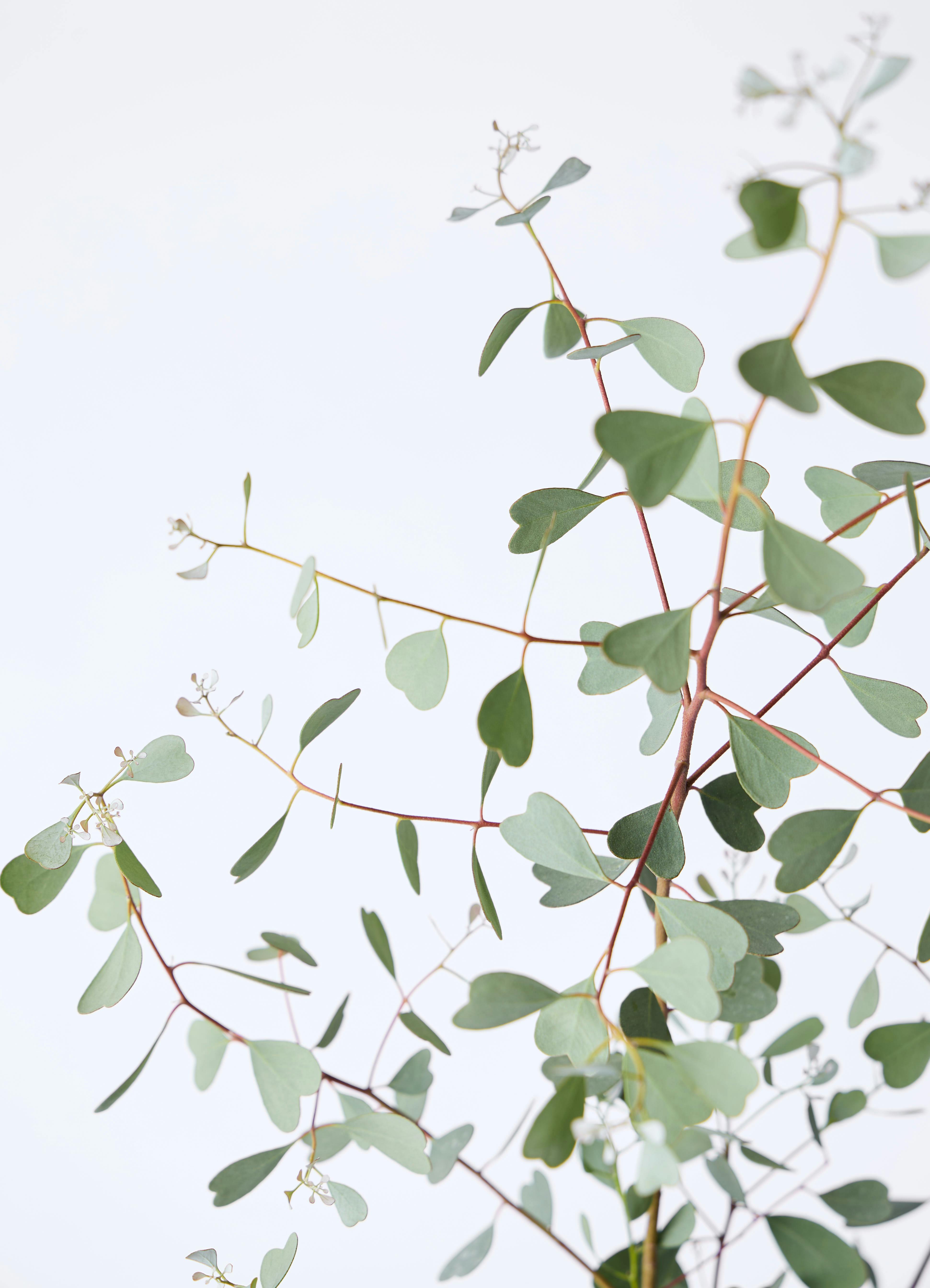 観葉植物 ユーカリ 7号 ウェブステリアナ（ハートリーフ