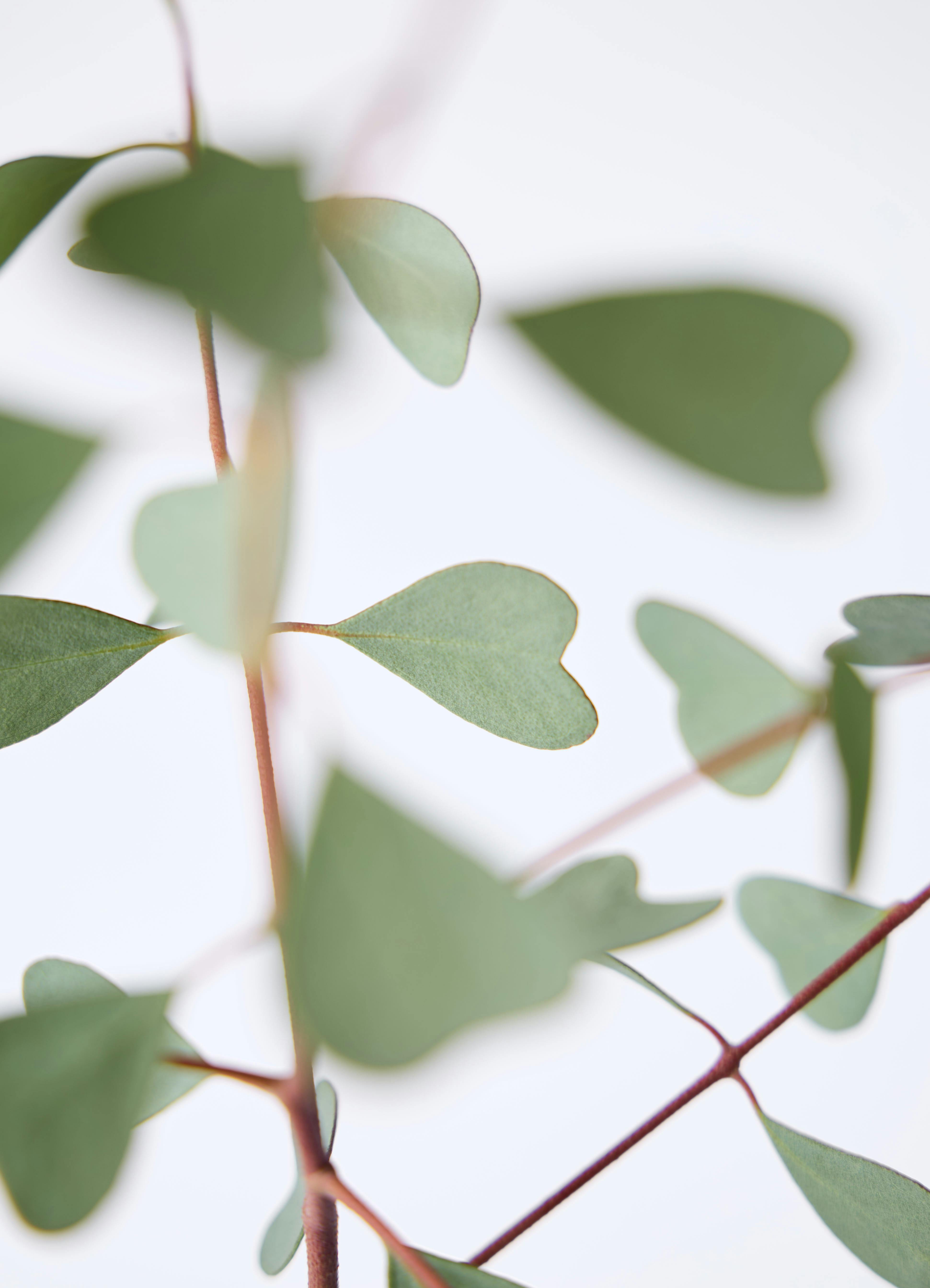 観葉植物 ユーカリ 7号 ウェブステリアナ（ハートリーフ