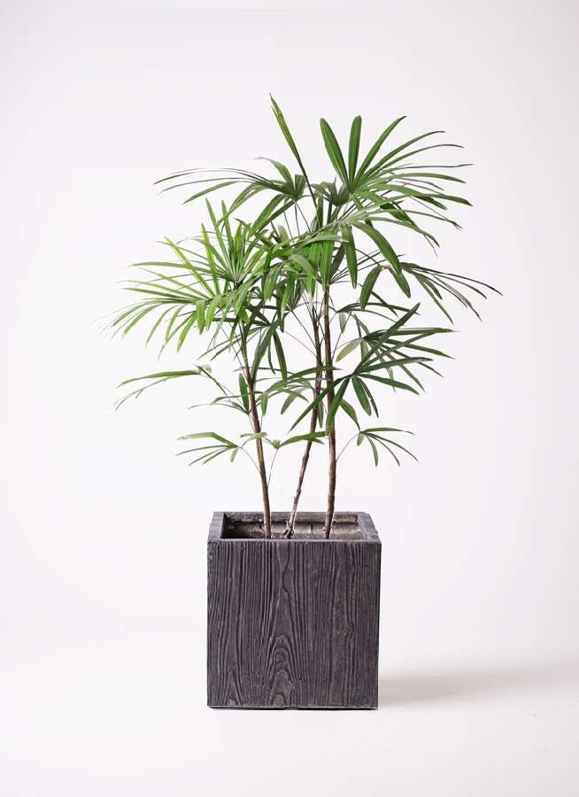 観葉植物 シュロチク（棕櫚竹） 8号 ベータ キューブプランター ウッド 茶 付き