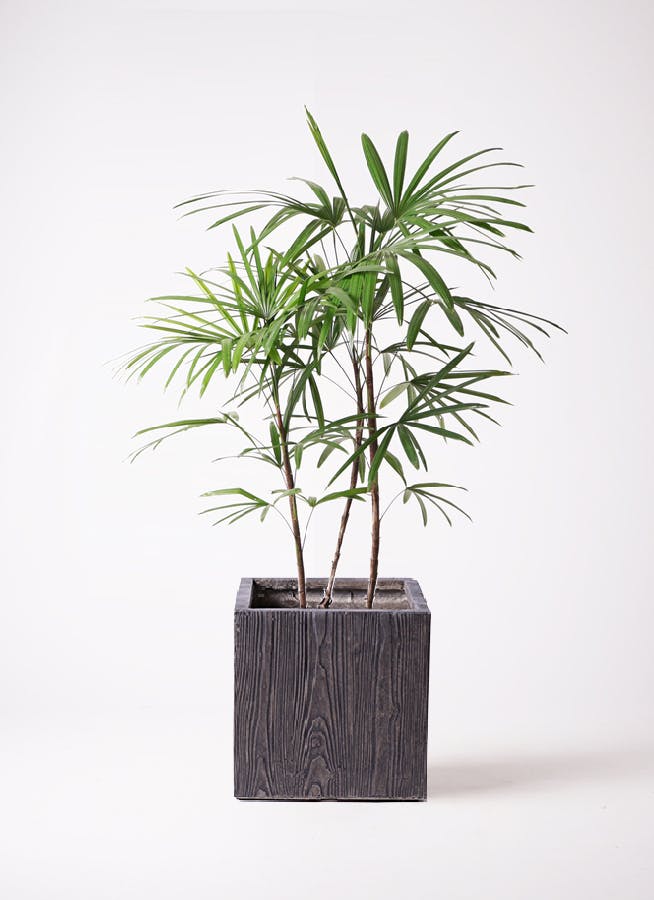 観葉植物 シュロチク（棕櫚竹） 8号 ベータ キューブプランター ウッド 