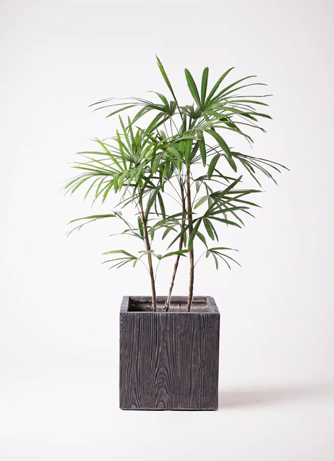 シュロチク 8号 | 観葉植物 | 送料無料でお届け - Hitohana（ひとはな）