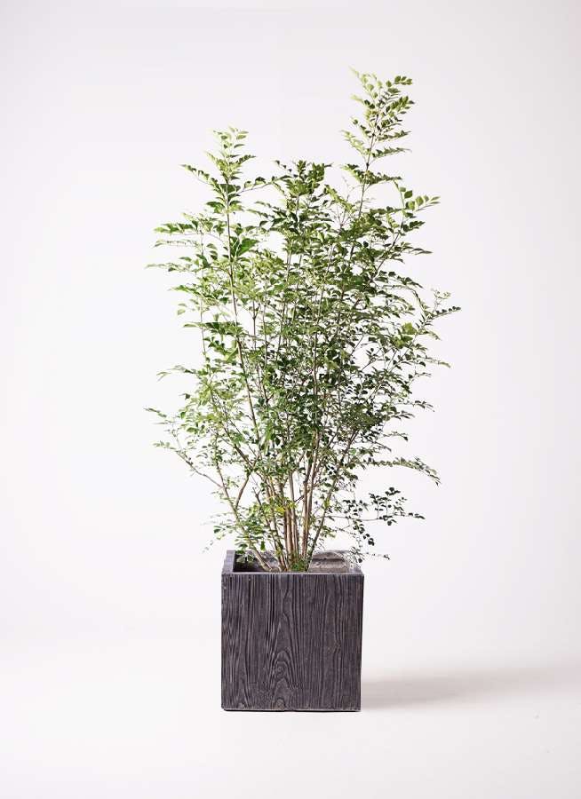 観葉植物 シマトネリコ 8号 ベータ キューブプランター ウッド 茶 付き 観葉植物ならhitohana ひとはな