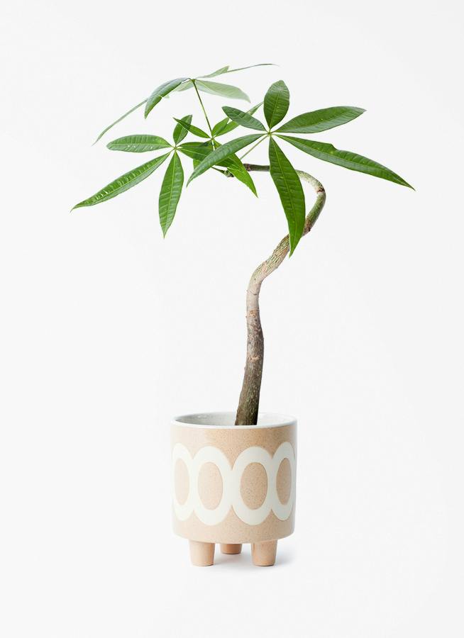 観葉植物 コーヒーの木 3号 ラダ 12 B ベージュ 付き | 観葉植物なら