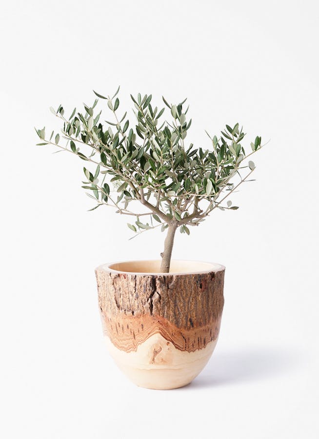 観葉植物 フィカス ウンベラータ 4号 曲り Mango Wood (マンゴーウッド