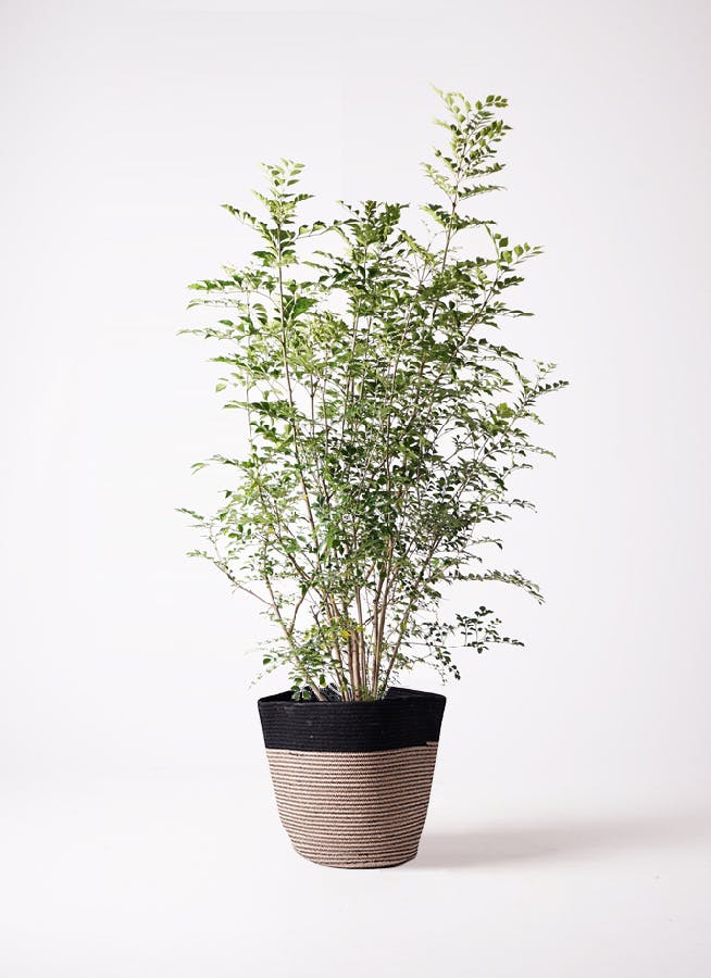 観葉植物 シェフレラ約2メートル 迫力あり。