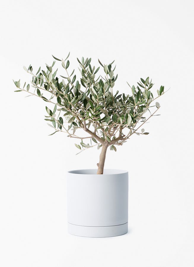 観葉植物 フィカス ルビー 4号 曲り ルーツ 15 H グレー 付き | 観葉