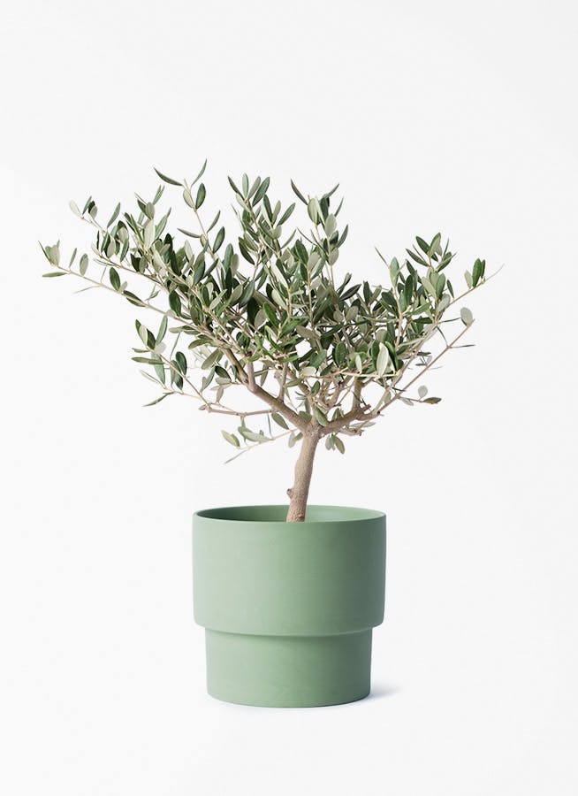 【11月末まで】約140cm　フィカス・ウンベラータ グリーン 観葉植物 フィカス ウンベラータ 4号 曲り エメリ 14 G グリーン 付き