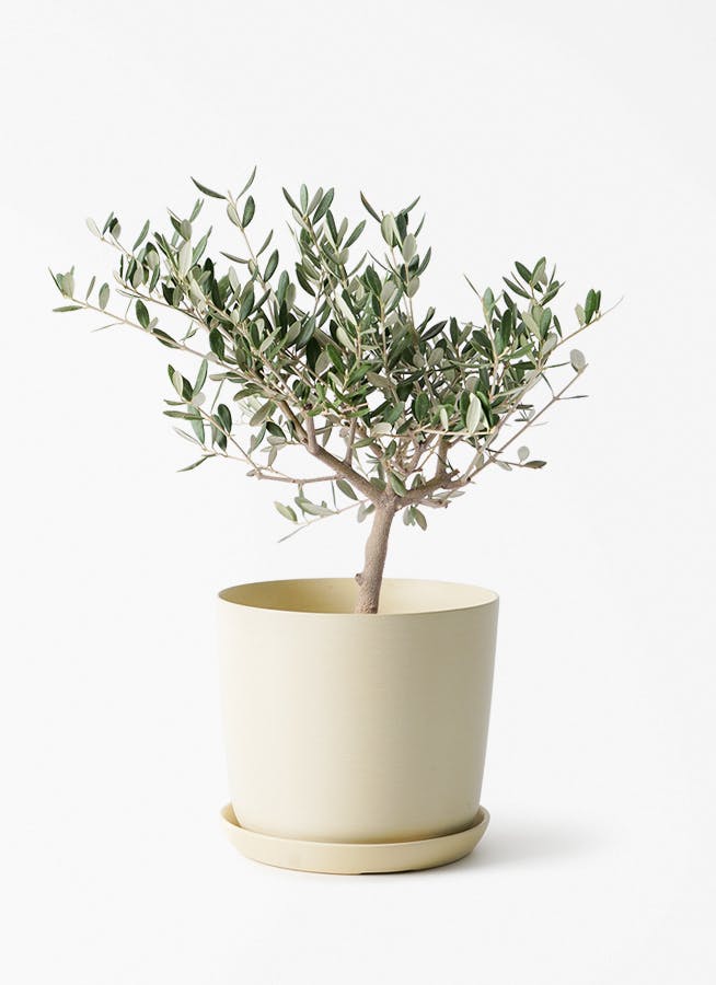 オリーブの木をサイズ別に選ぶ | 観葉植物通販HitoHana(ひとはな)