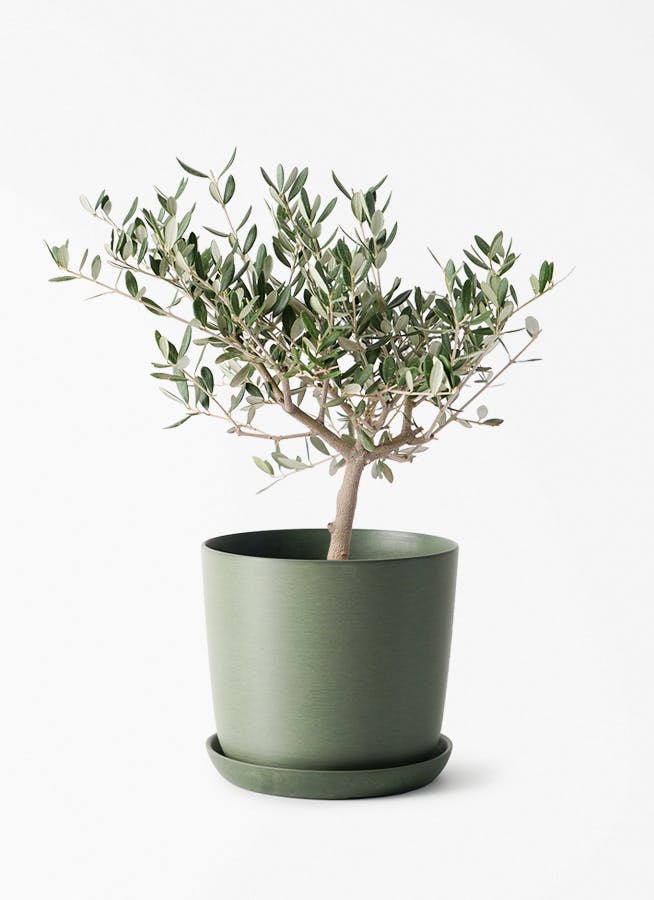 オリーブの木 | 観葉植物の通販ならHitoHana（ひとはな）