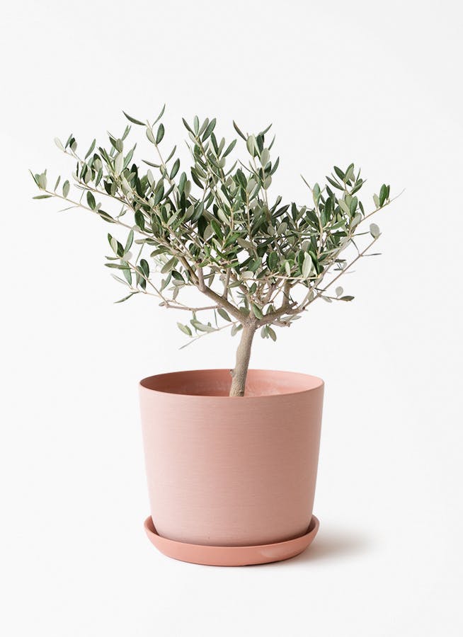 4号サイズの観葉植物 | 通販専門店 HitoHana（ひとはな）