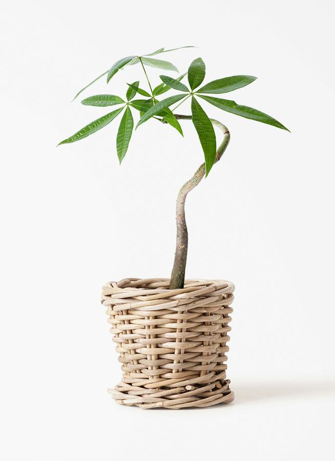 観葉植物 パキラ 3号 朴 Gray Rattan（グレイラタン） 付き | 観葉植物