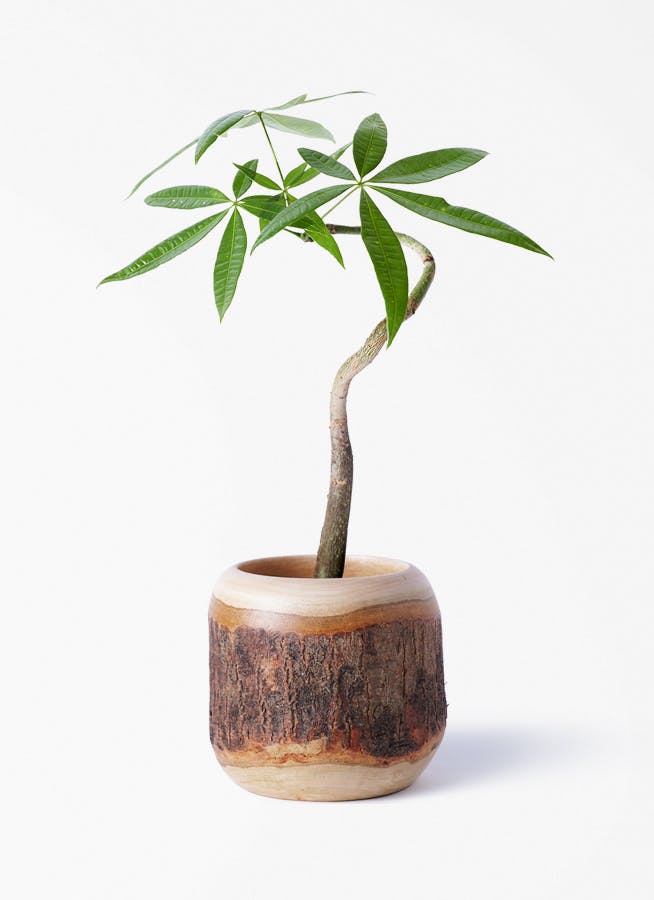 観葉植物 シェフレラ コンパクタ 3号 朴 斑入り Mango Wood (マンゴー