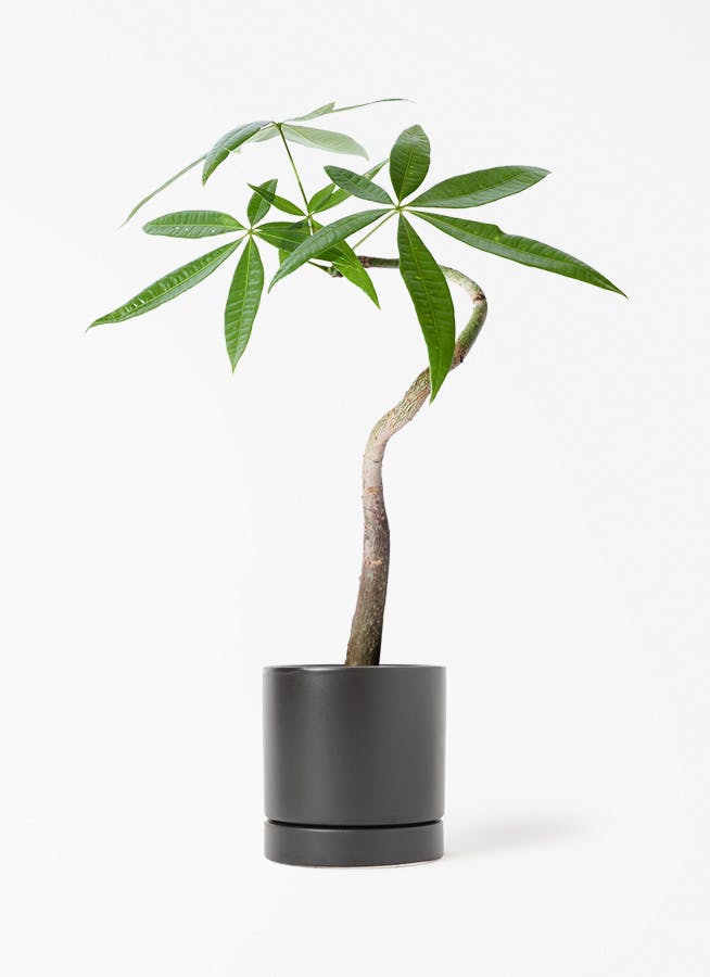 観葉植物 サンスベリア 3号 ミカド オーセ 11 K ブラック 付き | 観葉