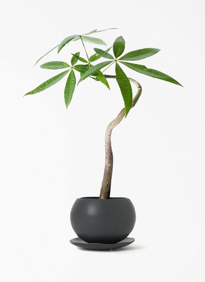 観葉植物　パキラ 観葉植物 パキラ 3号 寄せ マリナ 黒 L 付き | 観葉植物ならHitoHana