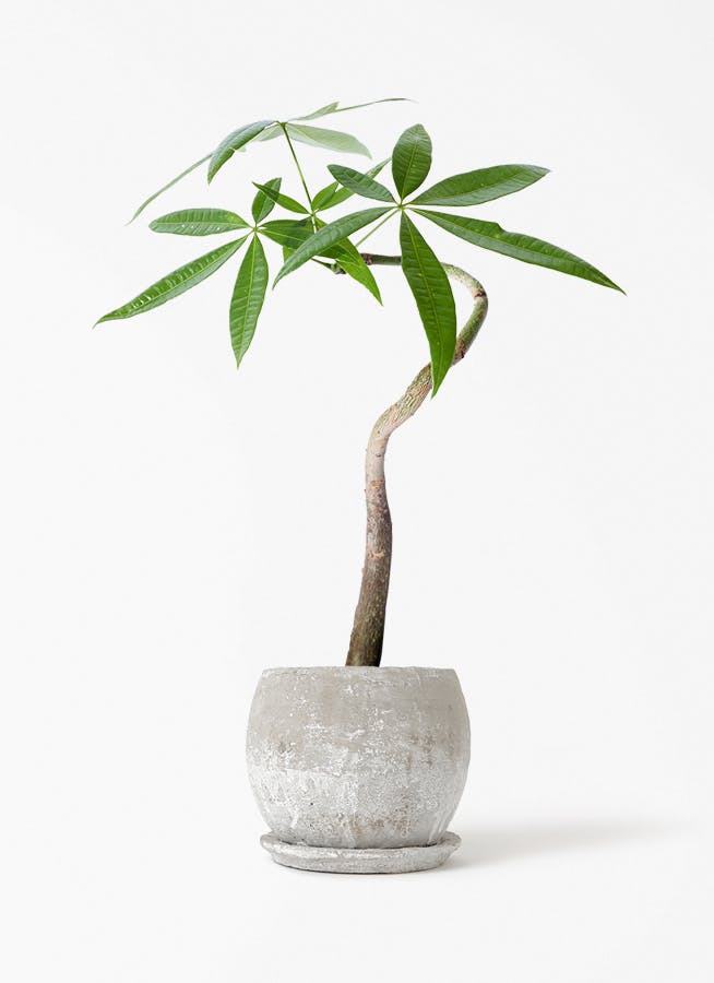 観葉植物 パキラ 3号 曲り ロゼッタボウル 白 S 付き/ 沖縄 屋嘉比 観葉植物 パキラ 3号 曲り ロゼッタボウル 白 S 付き/ 沖縄 屋嘉比
