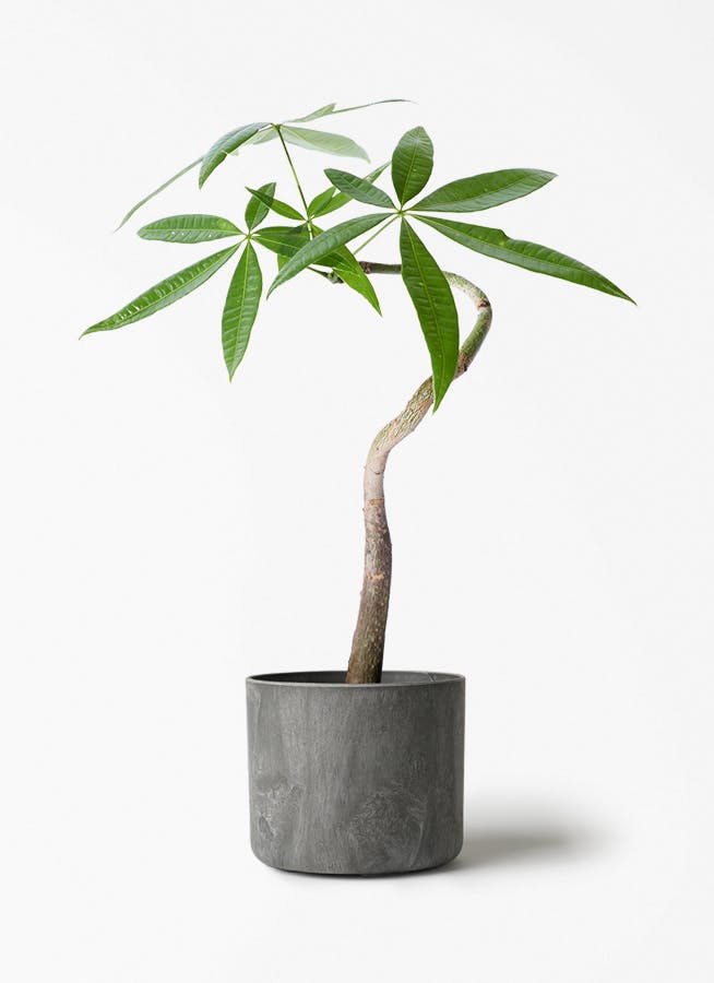 観葉植物 パキラ パキラ 052401 販売・通販 ［詳細ページ］ *tree tree*