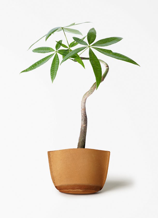 観葉植物 フィロデンドロン 3号 セローム ヒトデカズラ レザーポット