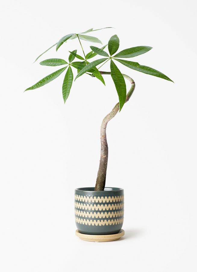 観葉植物　パキラ 観葉植物 パキラ 3号 寄せ インナ 11 G 付き | 観葉植物ならHitoHana
