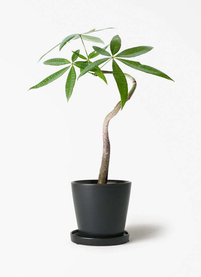 観葉植物 観葉植物 ネフロレピス 3号 ベラ S 黒 付き | 観葉植物ならHitoHana