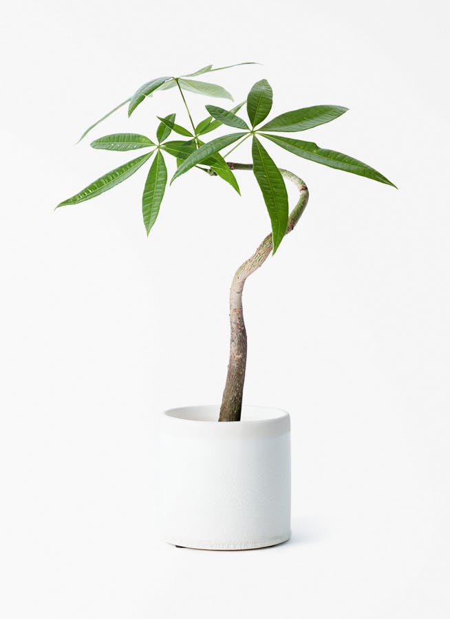 観葉植物パキラ 高さ90cm】Nature 光触媒人工観葉植物 パキラ | インテリア家具の卸