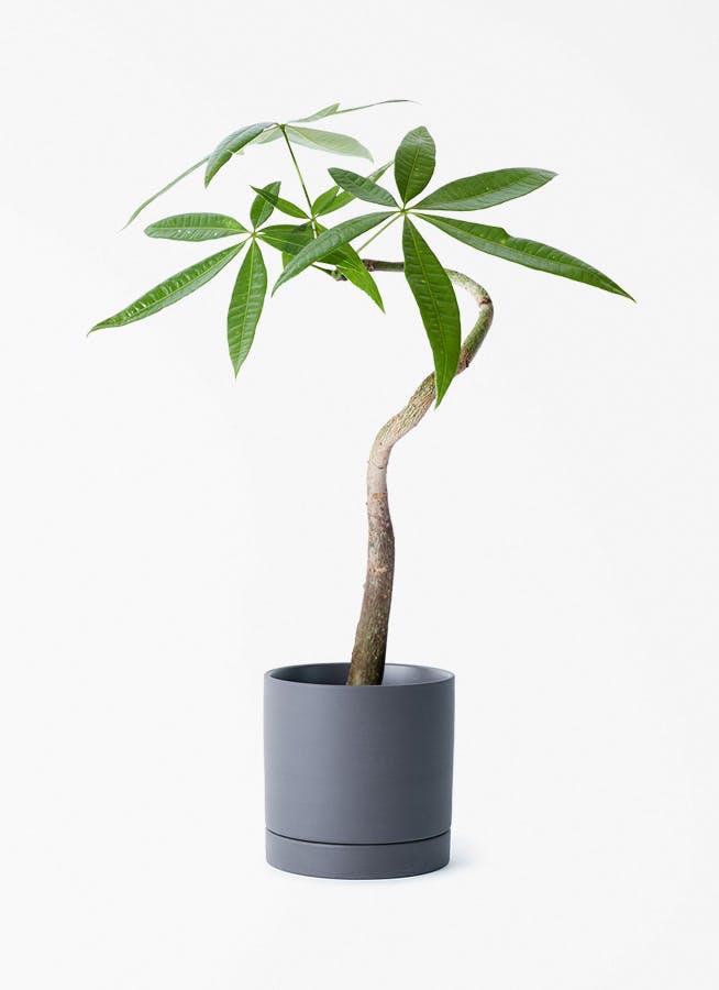 パキラを価格で選ぶ | 観葉植物 | 送料無料でお届け - Hitohana（ひと