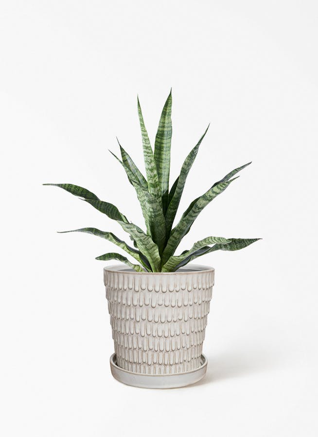観葉植物 シェフレラ（カポック） 4号 斑入り クラッツ ウロ ホワイト