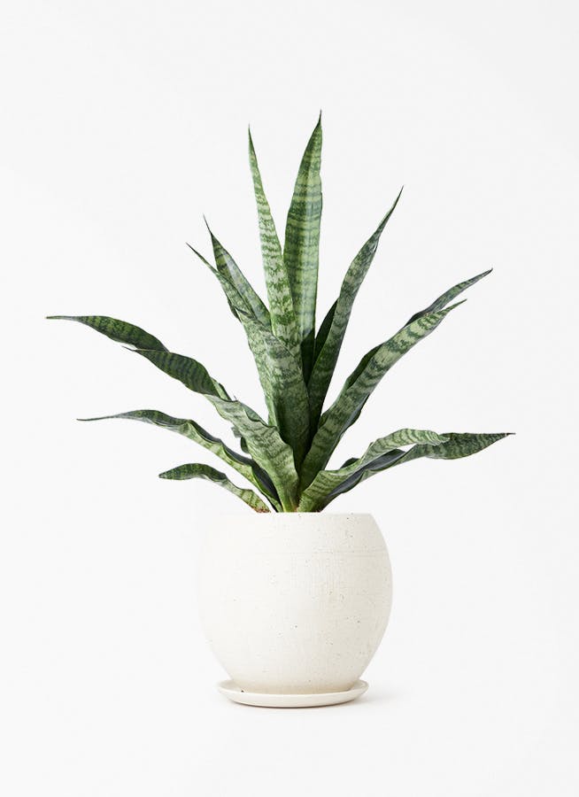 サンスベリア トリファッシアータ | 観葉植物 | インテリアやギフトに