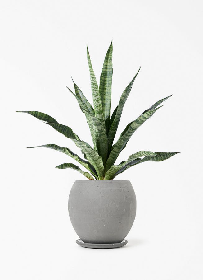 サンスベリア トリファッシアータ | 観葉植物 | インテリアやギフトに