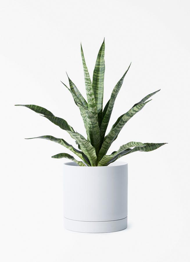 観葉植物 シェフレラ（カポック） 4号 斑入り ルーツ 15 H グレー 付き