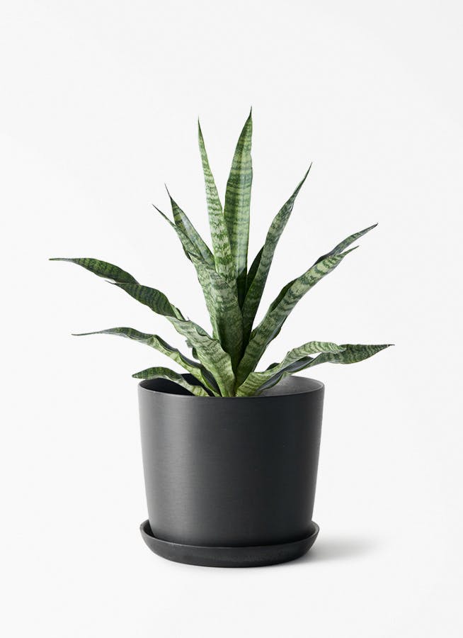 観葉植物 サンスベリア 4号 トリファッシアータ エステリ ブラック