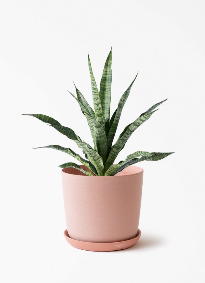 観葉植物 サンスベリア 4号 トリファッシアータ エステリ ピンク 付き
